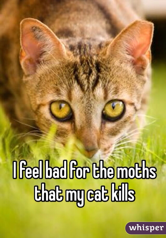 I feel bad for the moths that my cat kills