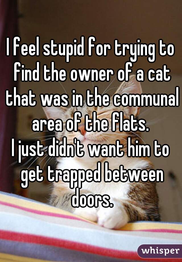 I feel stupid for trying to find the owner of a cat that was in the communal area of the flats. 
I just didn't want him to get trapped between doors.