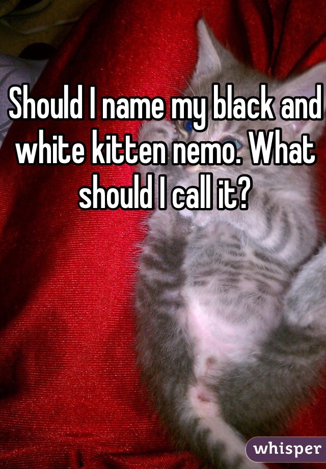 Should I name my black and white kitten nemo. What should I call it?