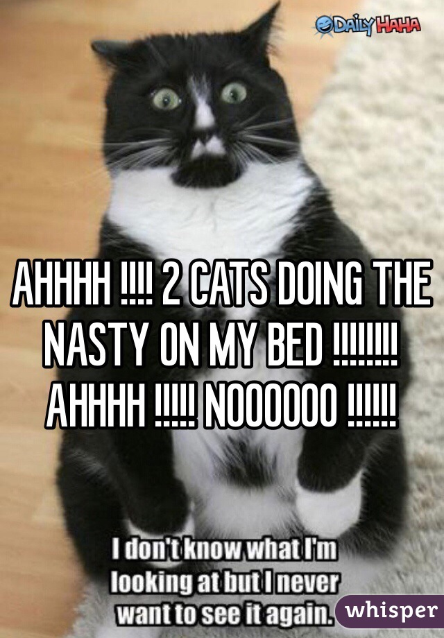 AHHHH !!!! 2 CATS DOING THE NASTY ON MY BED !!!!!!!! AHHHH !!!!! NOOOOOO !!!!!! 