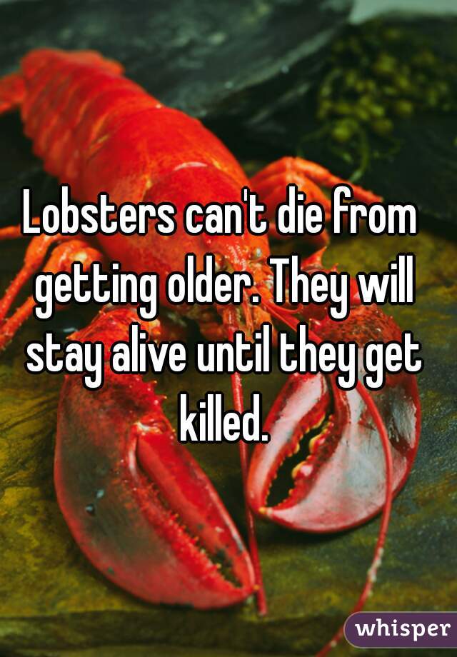 Lobsters can't die from getting older. They will stay alive until they get killed.