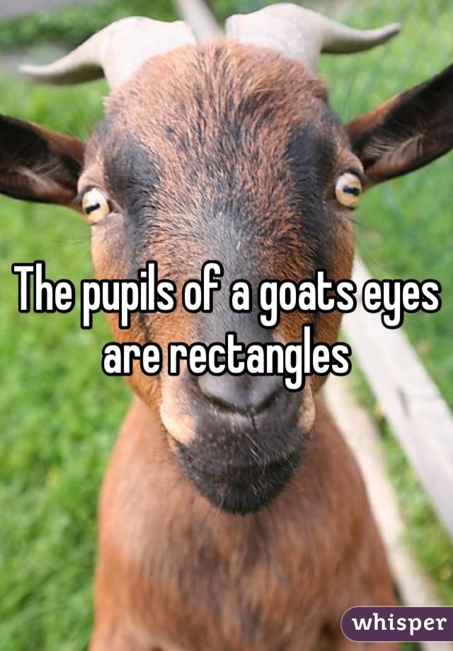 The pupils of a goats eyes are rectangles