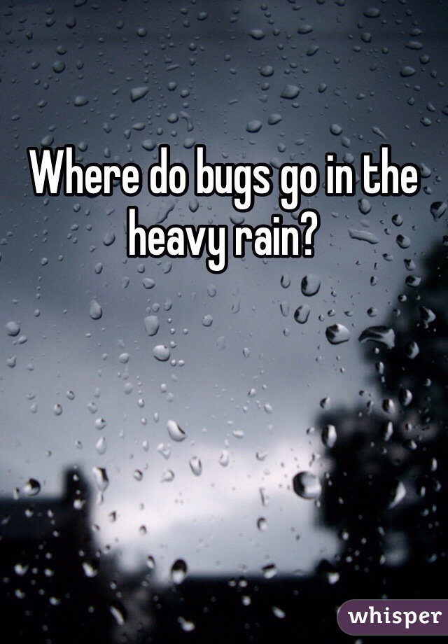 Where do bugs go in the heavy rain? 