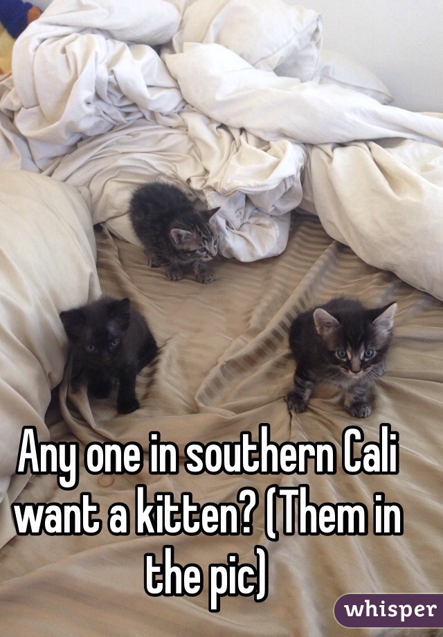 Any one in southern Cali want a kitten? (Them in the pic)