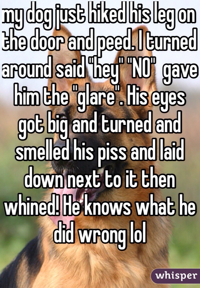 my dog just hiked his leg on the door and peed. I turned around said "hey" "NO"  gave him the "glare". His eyes got big and turned and smelled his piss and laid down next to it then whined! He knows what he did wrong lol 