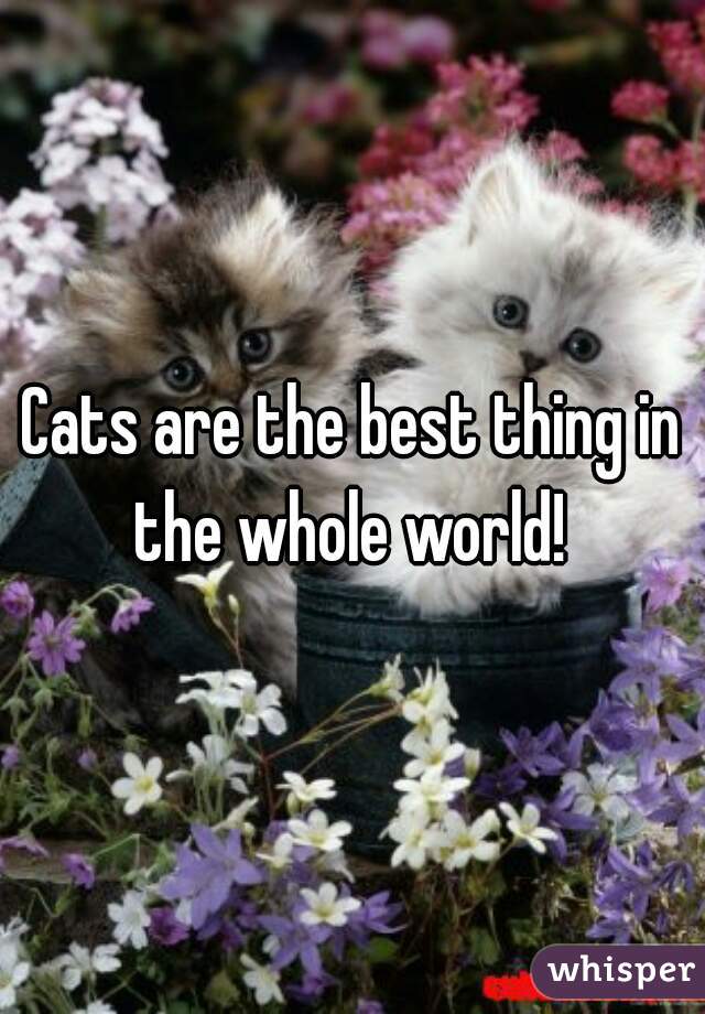 Cats are the best thing in the whole world! 