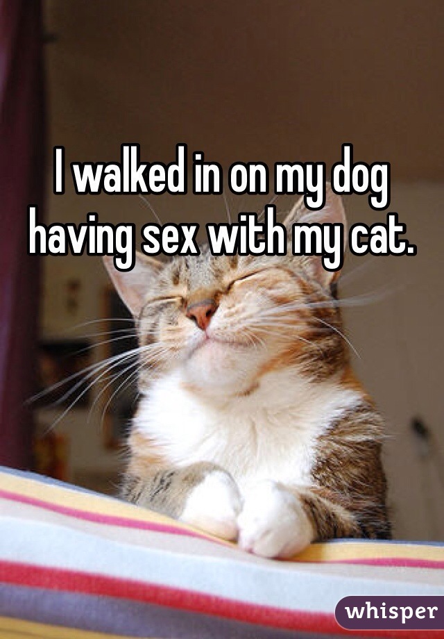 I walked in on my dog having sex with my cat. 