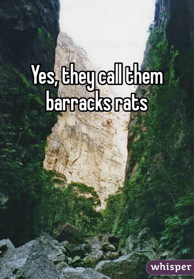 Yes, they call them barracks rats