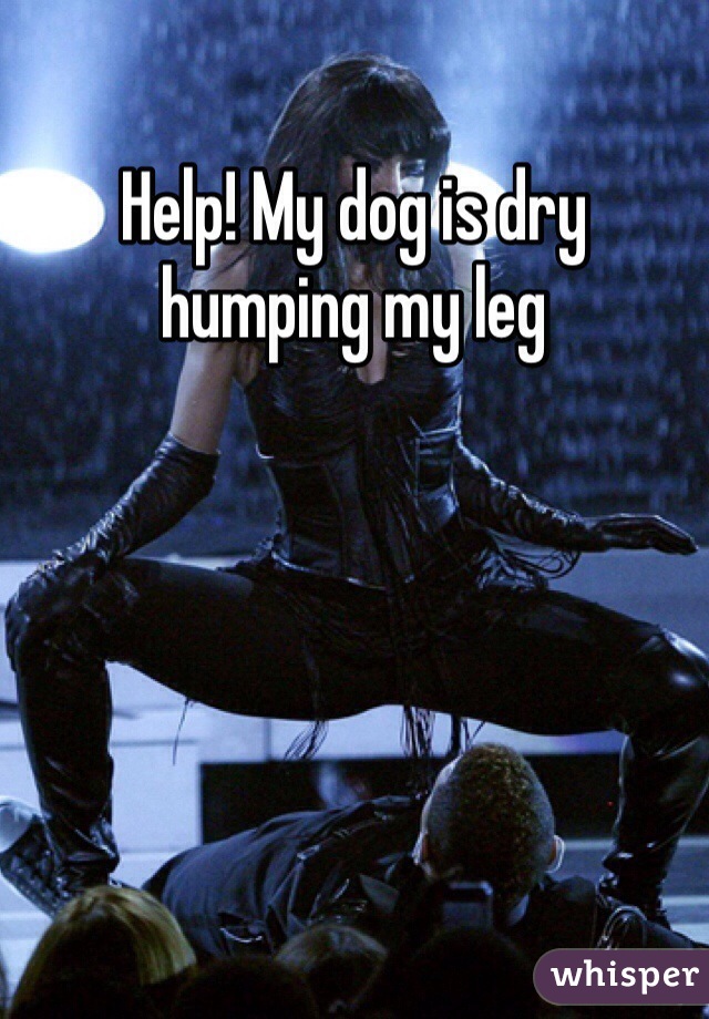 Help! My dog is dry humping my leg