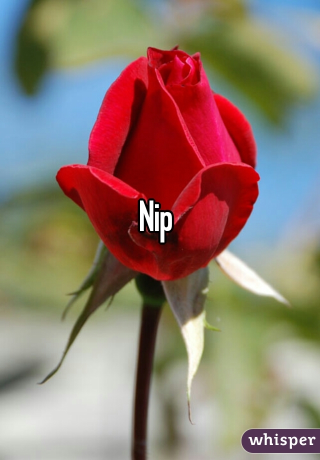 Nip 