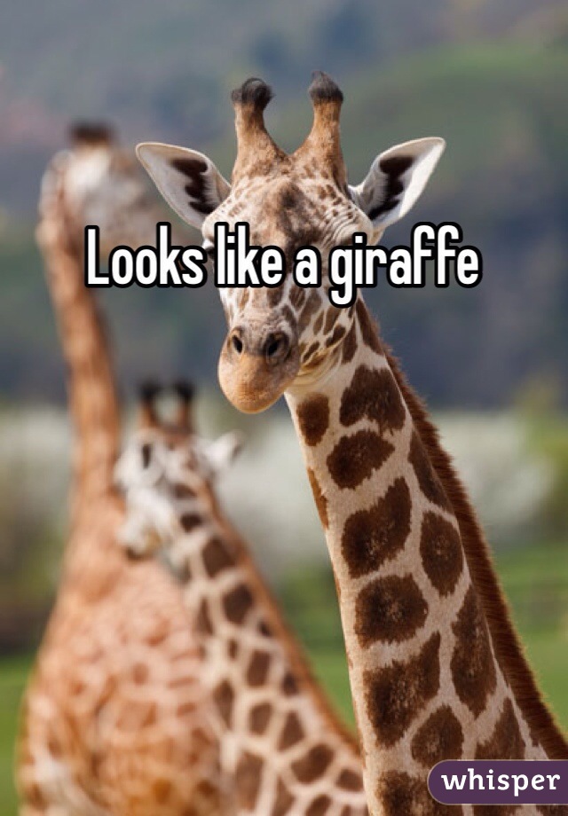 Looks like a giraffe 