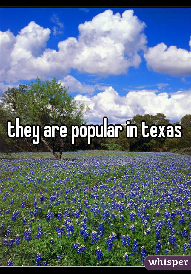 they are popular in texas