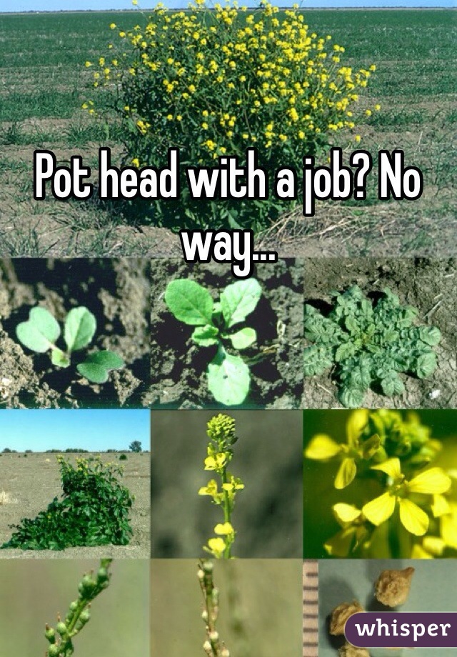 Pot head with a job? No way...