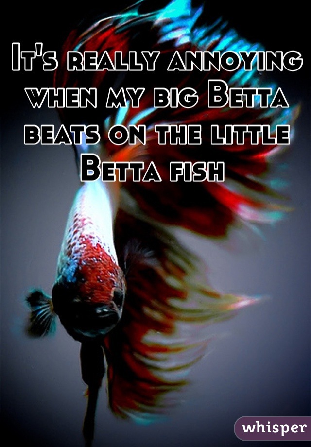 It's really annoying when my big Betta beats on the little Betta fish 