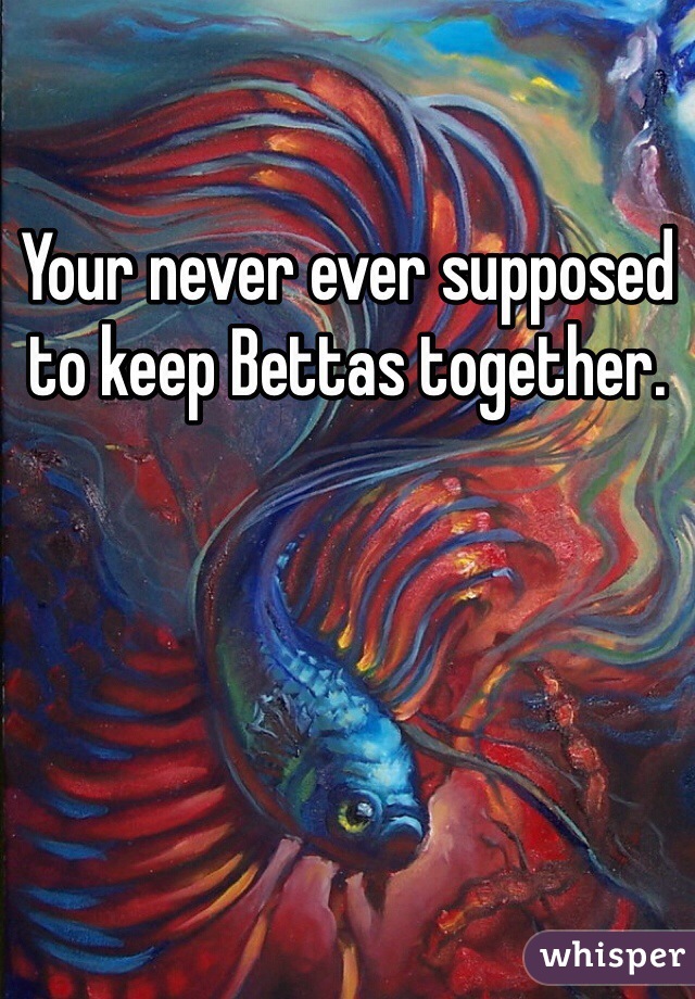 Your never ever supposed to keep Bettas together. 