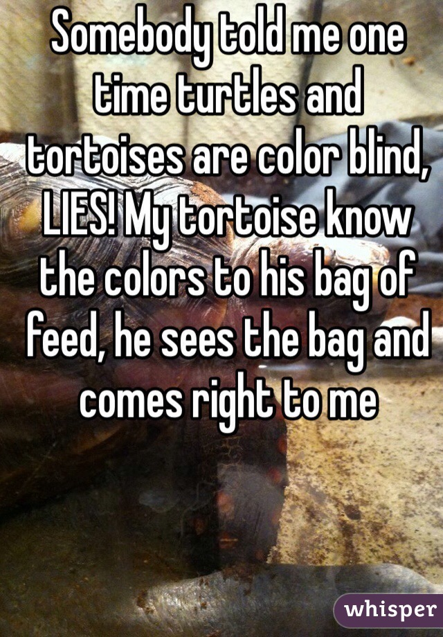 Somebody told me one time turtles and tortoises are color blind, LIES! My tortoise know the colors to his bag of feed, he sees the bag and comes right to me