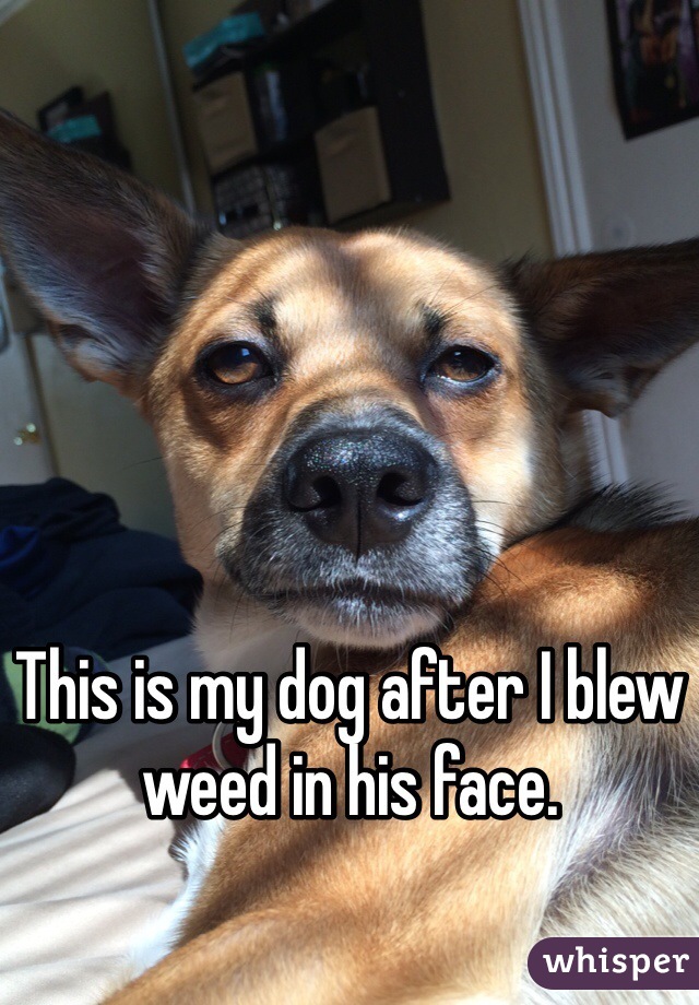 This is my dog after I blew weed in his face.
