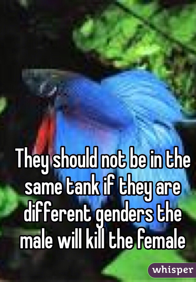 They should not be in the same tank if they are different genders the male will kill the female
