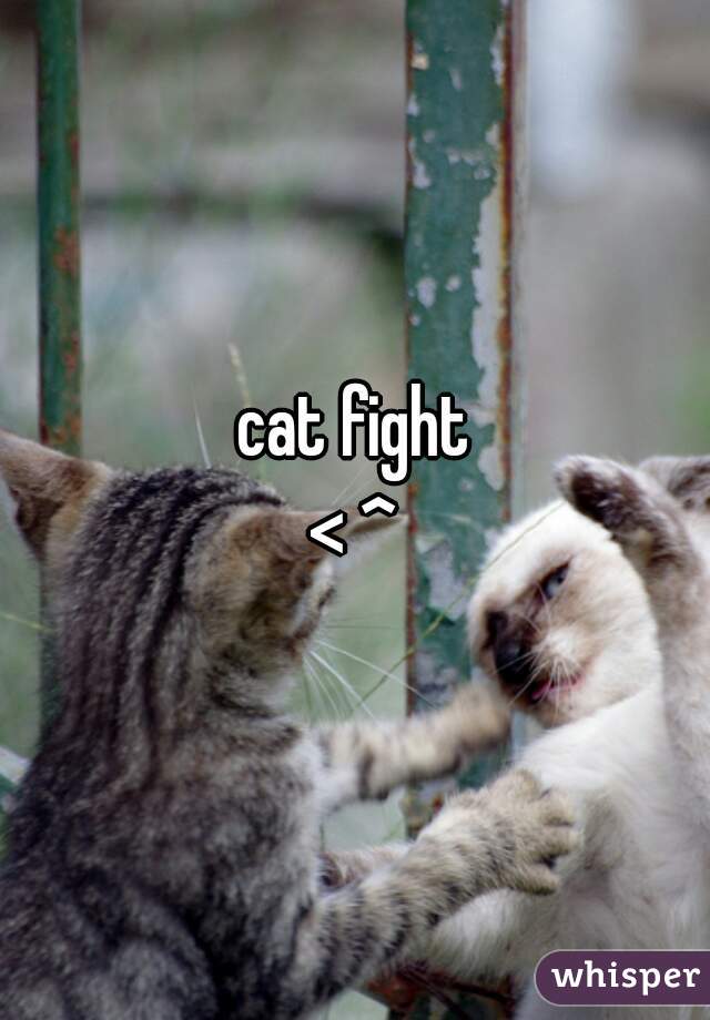 cat fight
 < ^ 