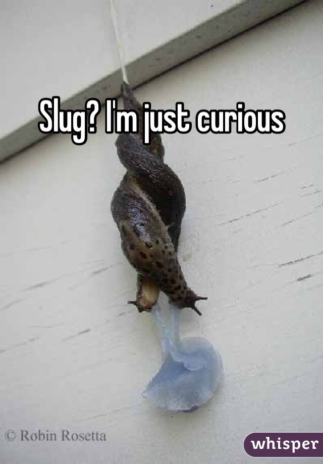 Slug? I'm just curious 