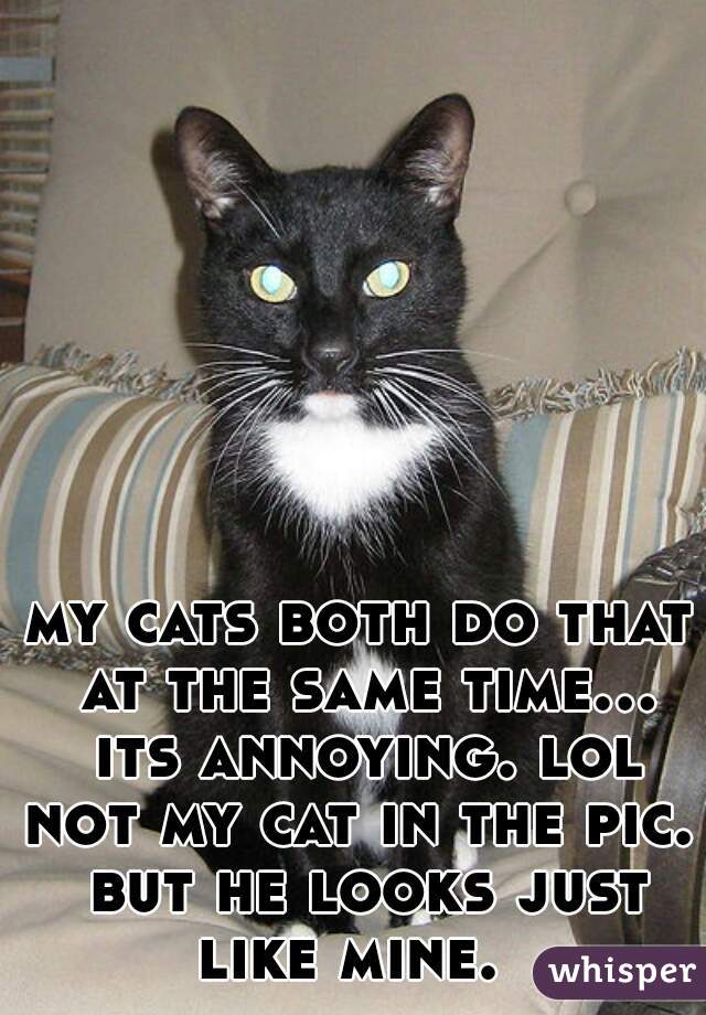 my cats both do that at the same time... its annoying. lol
not my cat in the pic. but he looks just like mine.  