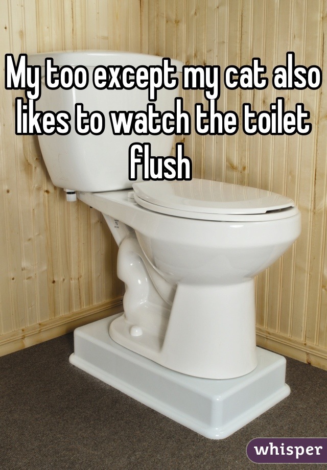 My too except my cat also likes to watch the toilet flush 