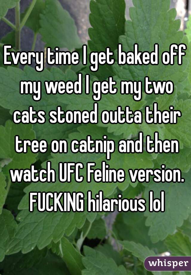 Every time I get baked off my weed I get my two cats stoned outta their tree on catnip and then watch UFC Feline version. FUCKING hilarious lol
