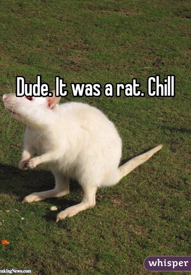 Dude. It was a rat. Chill