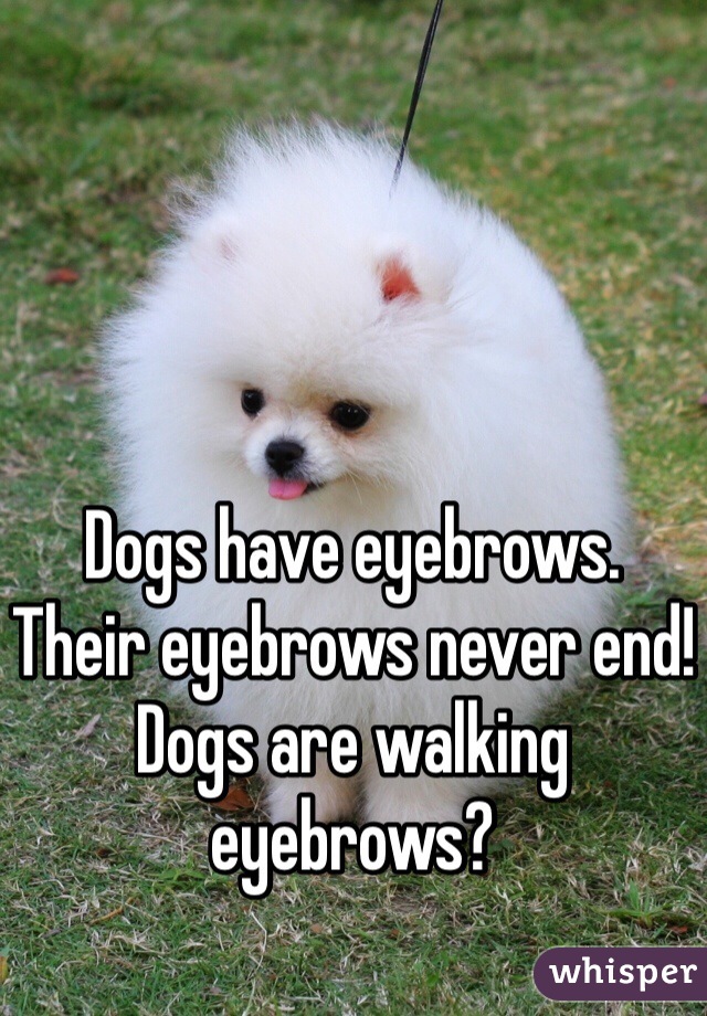 Dogs have eyebrows.
Their eyebrows never end!
Dogs are walking eyebrows?