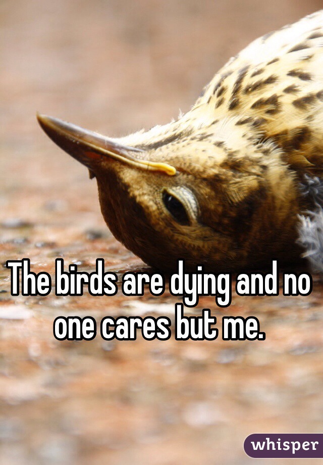 The birds are dying and no one cares but me.