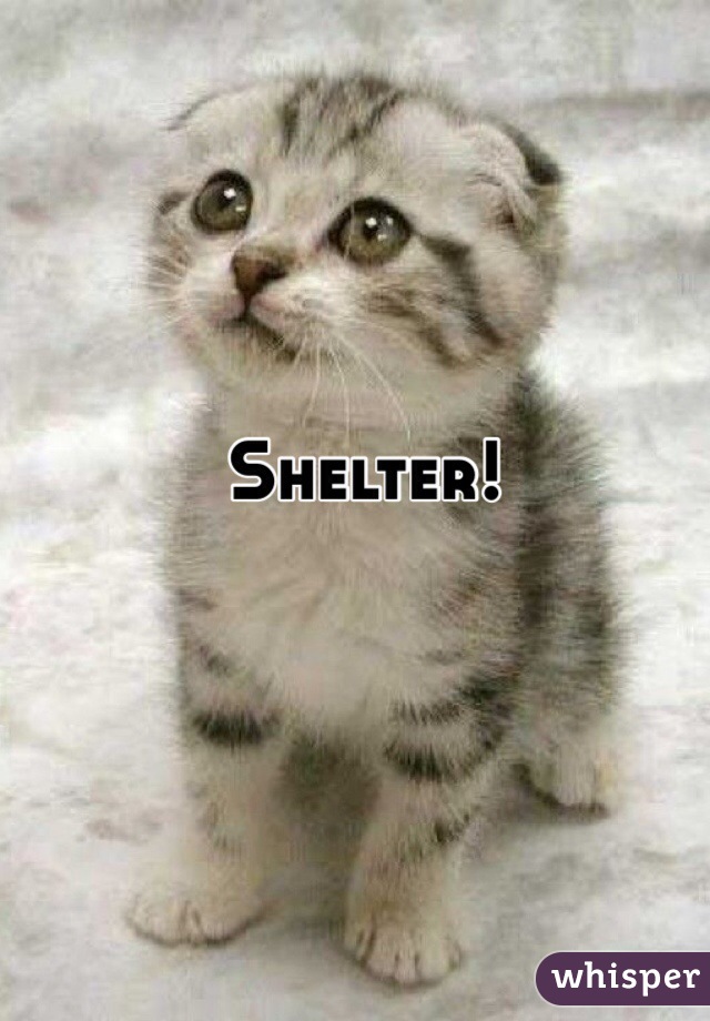 Shelter!