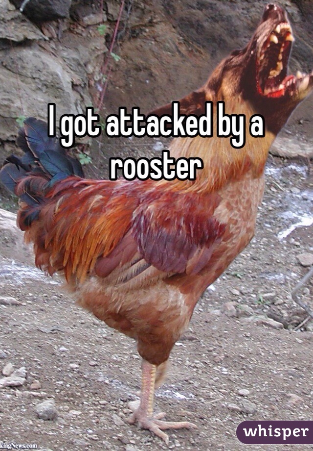 I got attacked by a rooster