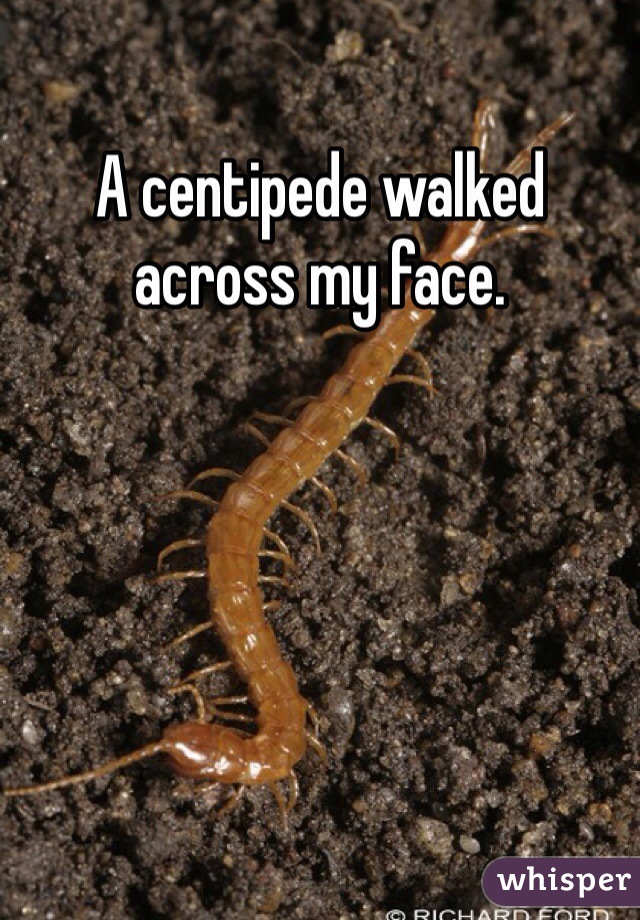 A centipede walked across my face. 