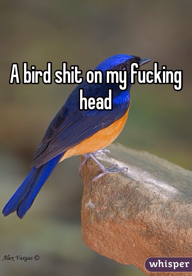 A bird shit on my fucking head