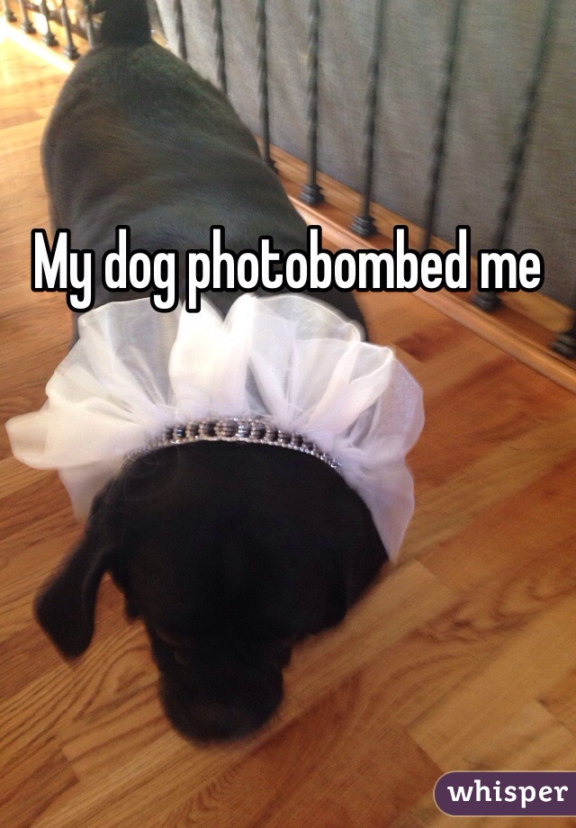 My dog photobombed me