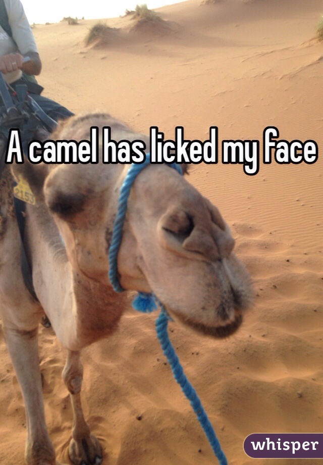 A camel has licked my face