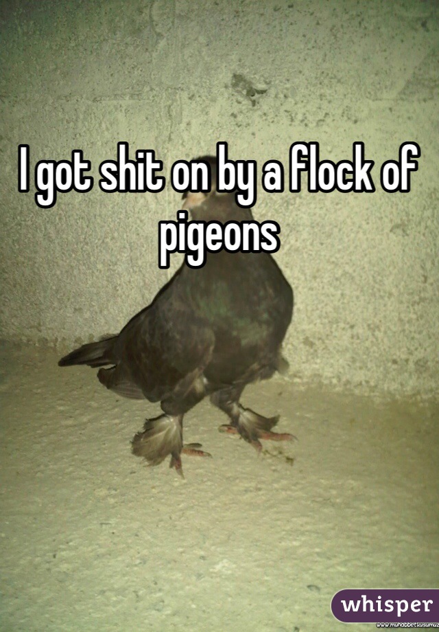 I got shit on by a flock of pigeons