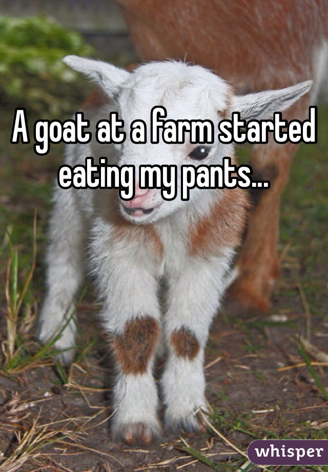 A goat at a farm started eating my pants...