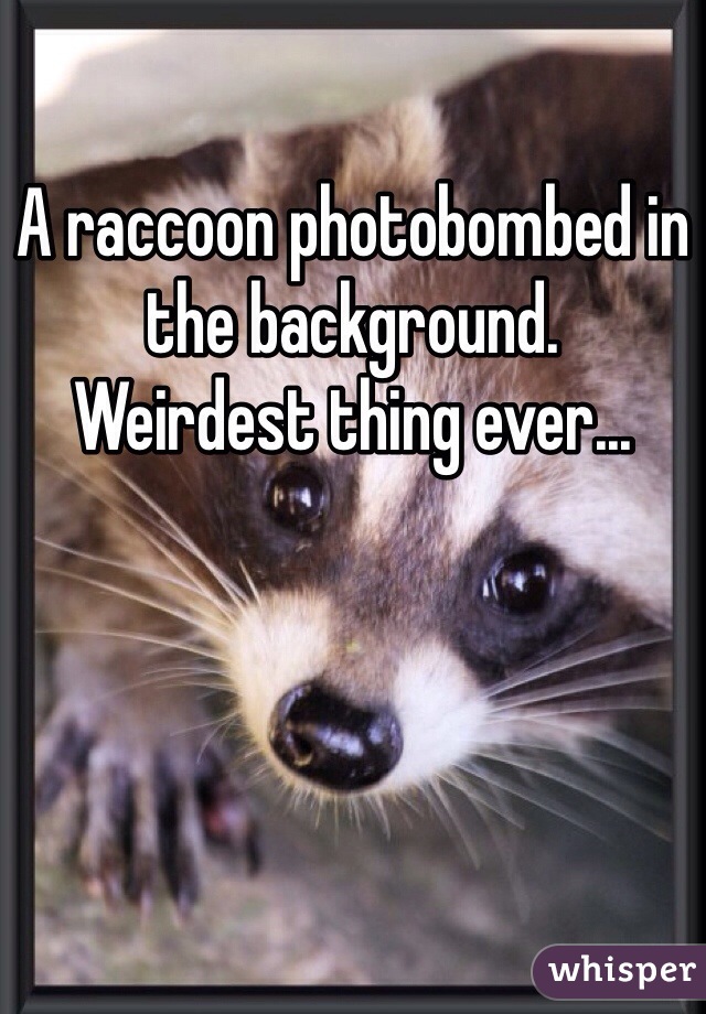 A raccoon photobombed in the background.
Weirdest thing ever...