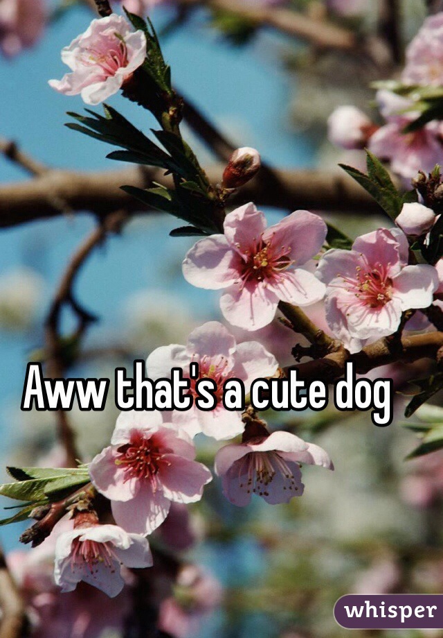 Aww that's a cute dog