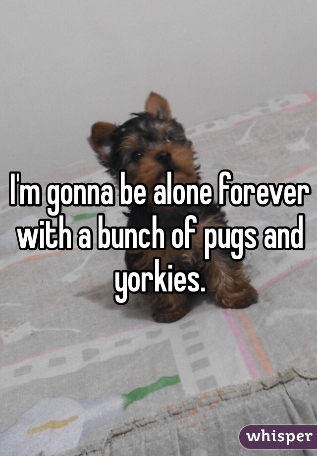 I'm gonna be alone forever with a bunch of pugs and yorkies. 