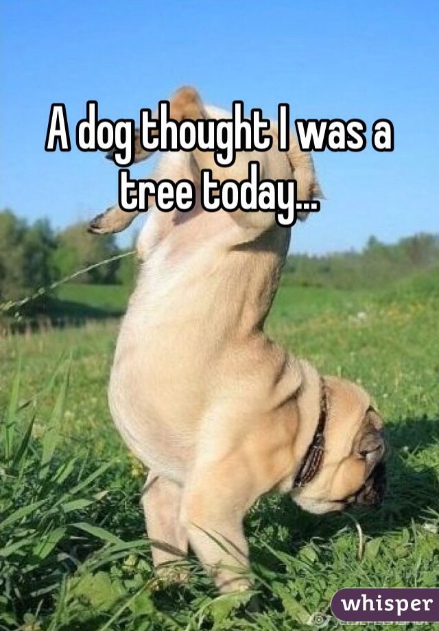 A dog thought I was a tree today...