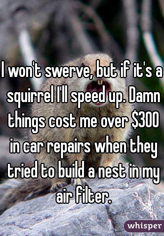 I won't swerve, but if it's a squirrel I'll speed up. Damn things cost me over $300 in car repairs when they tried to build a nest in my air filter.