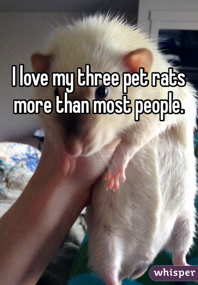 I love my three pet rats more than most people. 