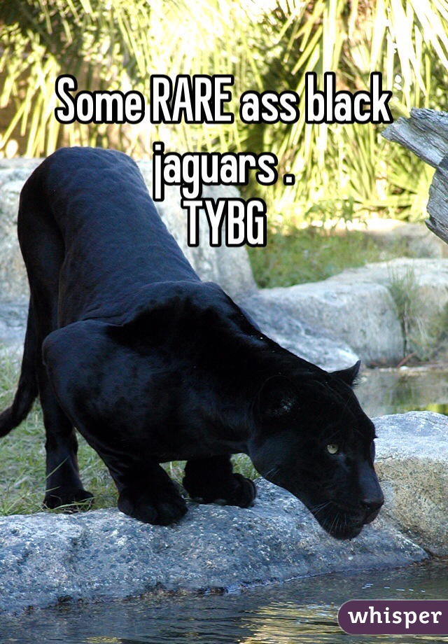 Some RARE ass black jaguars . 
TYBG