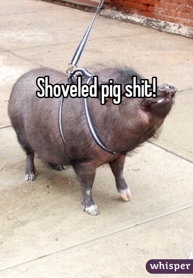 Shoveled pig shit!