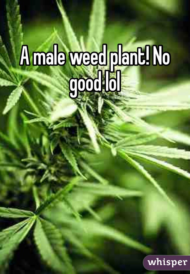 A male weed plant! No good lol 