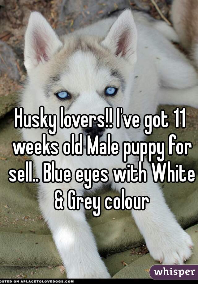 Husky lovers!! I've got 11 weeks old Male puppy for sell.. Blue eyes with White & Grey colour