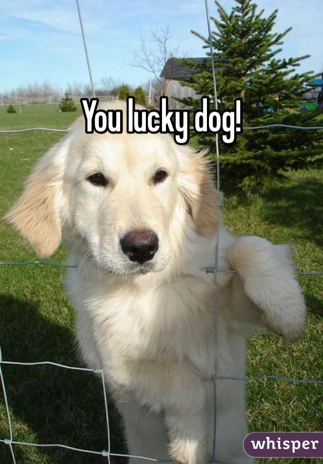 You lucky dog!