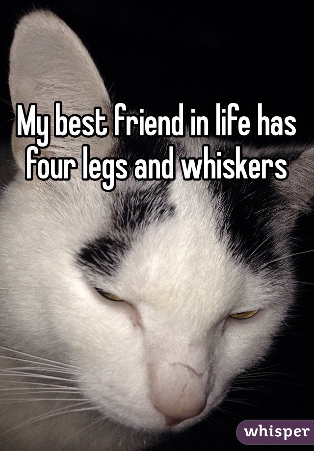 My best friend in life has four legs and whiskers